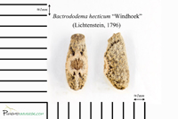 Bactrododema hecticum