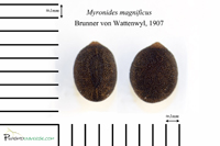 Myronides magnificus