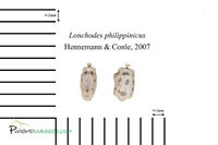 Lonchodes philippinicus