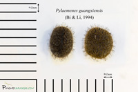 Pylaemenes guangxiensis